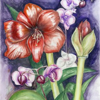 Amaryllis and Orchids